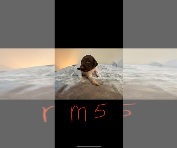 Medium Photo #2 German Shorthaired Pointer Puppy For Sale in FULTON, MO, USA