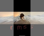 Small #1 German Shorthaired Pointer