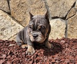 Puppy 6 American Bully