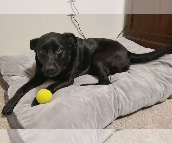 Medium Photo #5 Labrador Retriever-Unknown Mix Puppy For Sale in Minneapolis, MN, USA