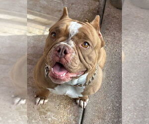 American Pit Bull Terrier Dogs for adoption in Oak Bluffs, MA, USA