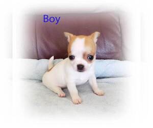 Chihuahua Puppy for sale in HUGGINS, MO, USA