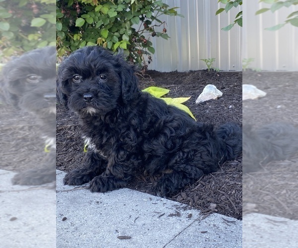 Medium Photo #3 Lhasa-Poo Puppy For Sale in CANOGA, NY, USA