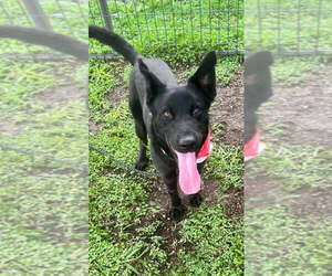 Mutt Dogs for adoption in Abbeville, LA, USA