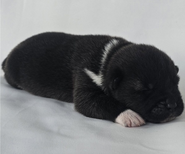 Medium Photo #5 Akita Puppy For Sale in STRAFFORD, MO, USA