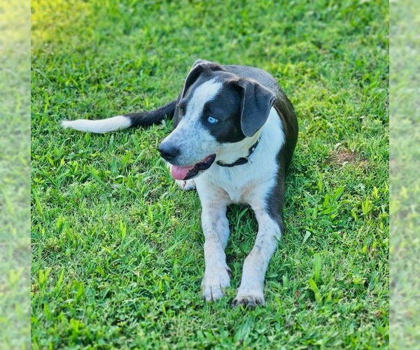 Medium Photo #4 Border Collie-Unknown Mix Puppy For Sale in Wakefield, RI, USA