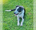 Small #3 Border Collie Mix