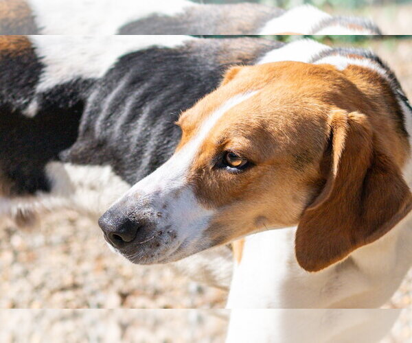 Medium Photo #4 Mutt Puppy For Sale in Hilton Head, SC, USA