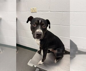 American Pit Bull Terrier-Unknown Mix Dogs for adoption in Corpus Christi, TX, USA