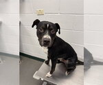 Small American Pit Bull Terrier Mix