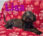 Small Poodle (Miniature) Mix