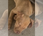 Small Photo #11 American Pit Bull Terrier Puppy For Sale in BAKERSFIELD, CA, USA