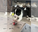Small Photo #21 Akita Puppy For Sale in CANTONMENT, FL, USA