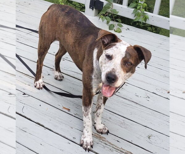 Medium Photo #2 Beagle-Unknown Mix Puppy For Sale in Batavia, OH, USA