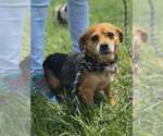 Small #4 Beagle Mix