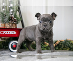 Puppy Meadow Faux Frenchbo Bulldog