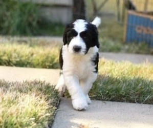 Sheepadoodle Puppy for sale in LEWISVILLE, TX, USA