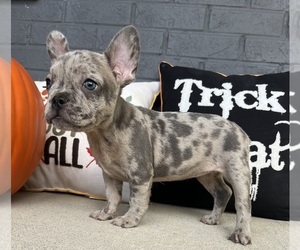 French Bulldog Puppy for sale in FRANKLIN, IN, USA