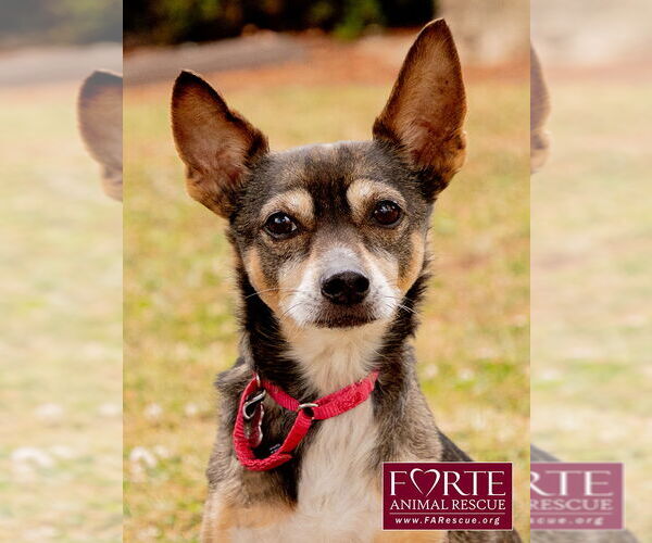 Medium Photo #1 American Rat Pinscher Puppy For Sale in Marina del Rey, CA, USA
