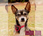 Small American Rat Pinscher