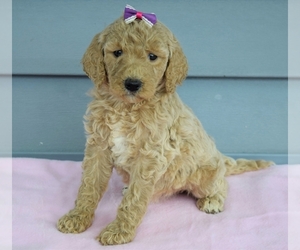 Goldendoodle Puppy for sale in COSHOCTON, OH, USA