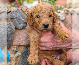 Goldendoodle (Miniature) Puppy for sale in ROY, UT, USA