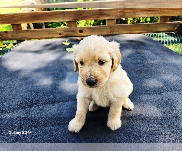 Medium Photo #3 Goldendoodle Puppy For Sale in LEON, KS, USA
