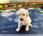 Small #2 Goldendoodle