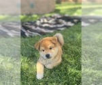 Small Photo #12 Shiba Inu Puppy For Sale in YUCCA VALLEY, CA, USA
