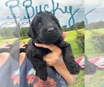 Puppy Bucky Aussiedoodle