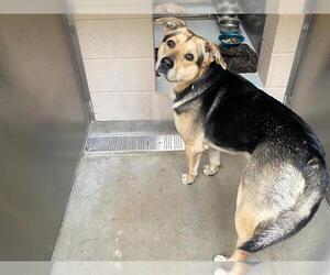 German Shepherd Dog-Unknown Mix Dogs for adoption in Orange, CA, USA