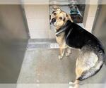 HUGO - Male German Shepherd Dog-Unknown Mix Dog for Adoption - Small photo