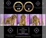 Small Photo #52 Poodle (Miniature) Puppy For Sale in WARSAW, IN, USA