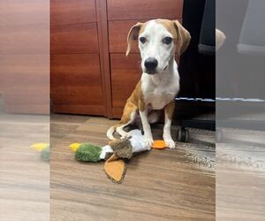 Mutt Dogs for adoption in Hilton Head, SC, USA