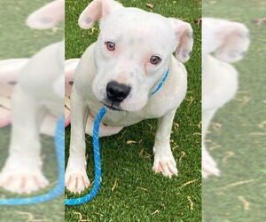 American Staffordshire Terrier-Unknown Mix Dogs for adoption in Raleigh, NC, USA