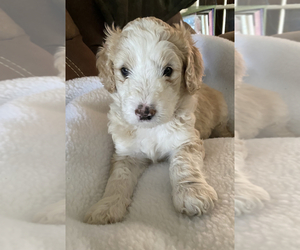 Double Doodle Puppy for sale in THERESA, WI, USA