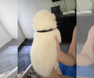 Akita Puppy for sale in MAGNA, UT, USA