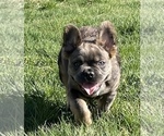 Small Photo #8 French Bulldog Puppy For Sale in TACOMA, WA, USA