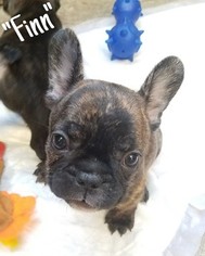 French Bulldog Puppy for sale in BELLMAWR, NJ, USA