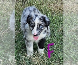 Australian Shepherd Puppy for sale in TYLER, TX, USA