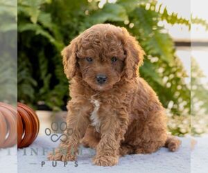 Cavapoo Puppy for sale in LITITZ, PA, USA