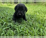 Puppy Daisy Labrador Retriever