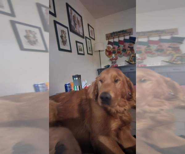 Medium Photo #1 Golden Retriever Puppy For Sale in EXETER, CA, USA