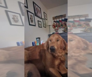 Father of the Golden Retriever puppies born on 05/08/2026