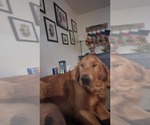 Small Photo #1 Golden Retriever Puppy For Sale in EXETER, CA, USA