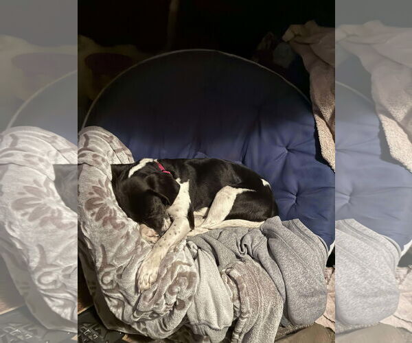 Medium Photo #2 Beagle-Unknown Mix Puppy For Sale in Roxboro, NC, USA