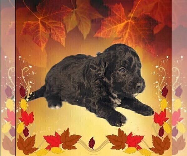 Medium Photo #43 Bernedoodle (Miniature) Puppy For Sale in PEYTON, CO, USA