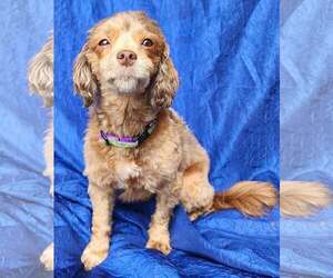 Trixie - Female Havanese Dog for Adoption - Photo #5