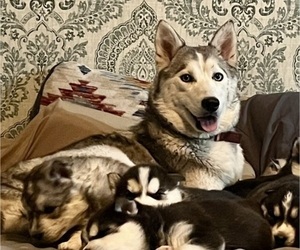 Mother of the Siberian Husky puppies born on 10/19/2025