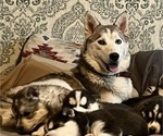Small Photo #1 Siberian Husky Puppy For Sale in ALTON, IL, USA